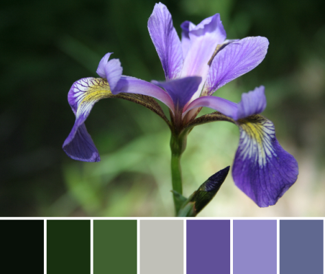 iris color palette