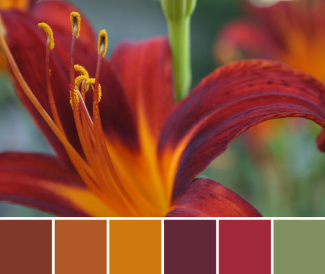 tiger lily palette red and orange