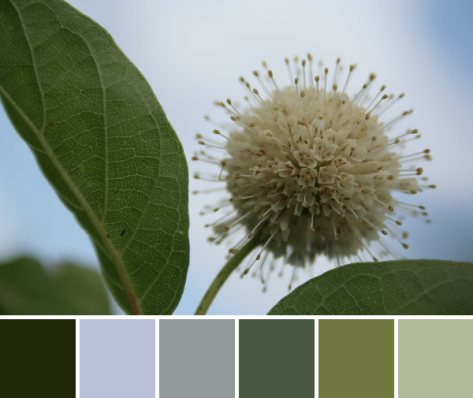 buttonbush color palette