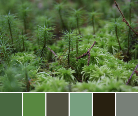 lichen moss color palette