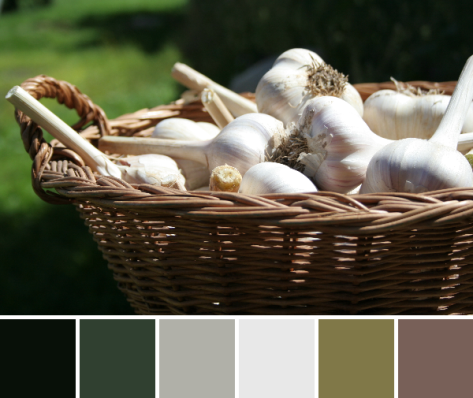 garlic color palette