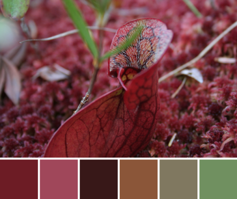 crimson pitcher plant color palette