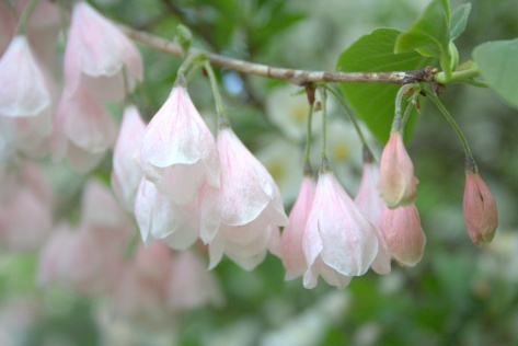 pink silver bells tree flowering