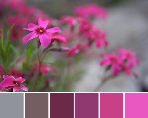bright pink fuscia color palette flowers