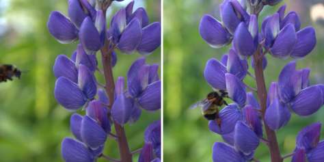 busy bee on lupine