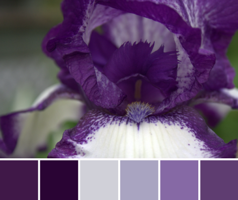 purple iris color palette