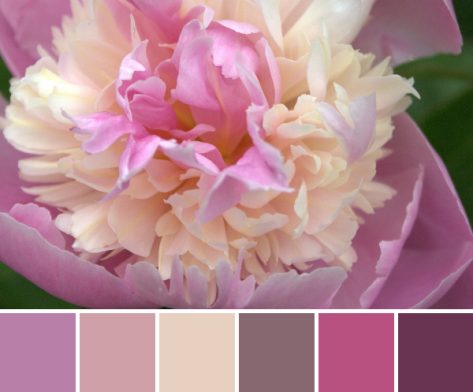 pink peony color palette