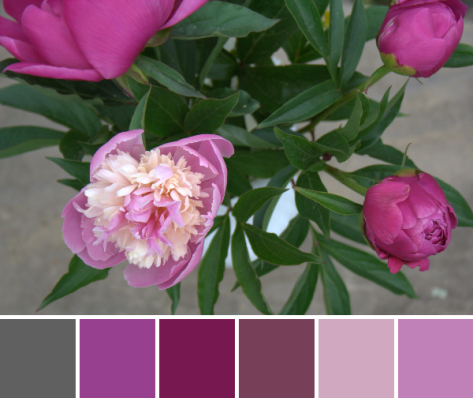 pink peony color palette