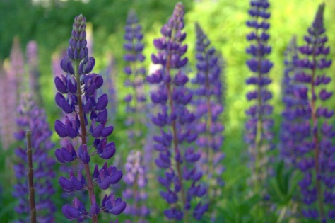 lupine in bloom maine