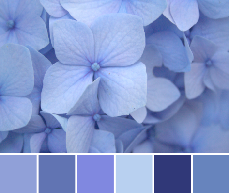 blue hydrangea color palette