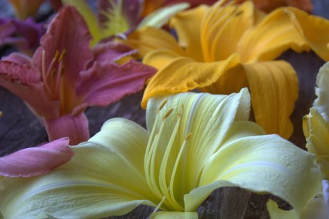 lilies color flower