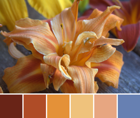 multiple lily orange color palette