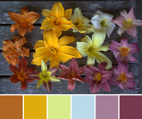lily color palette