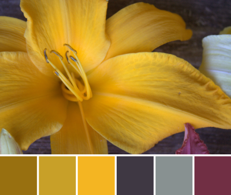 large orange gold lily color palette