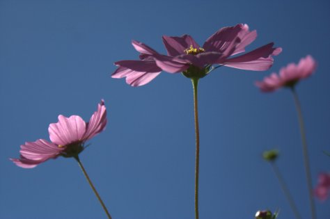 cosmos flowers pink against blue