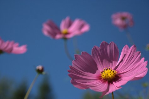 cosmos flowers pink against blue