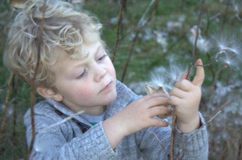 finding the perfect seed pod