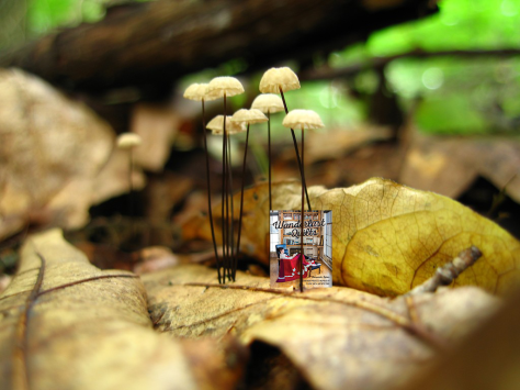 mandalei-mushroom wanderlust quilts