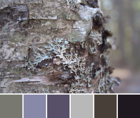 lichen bark color palette