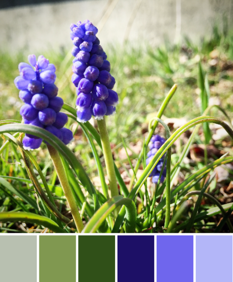 grape hyacinth color palette spring maine