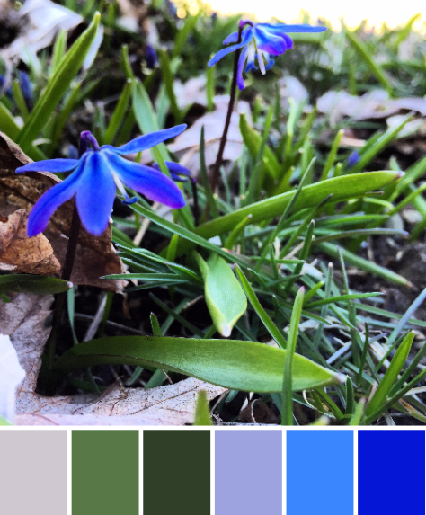 siberian squill color palette maine