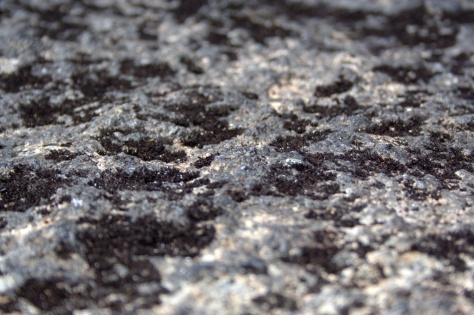 black lichen one step back