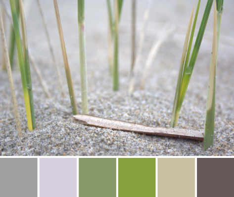 dune grass beach color palette