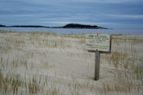 beach grass sand dune popham beach maine