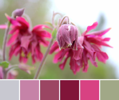 columbine flower pink red color palette