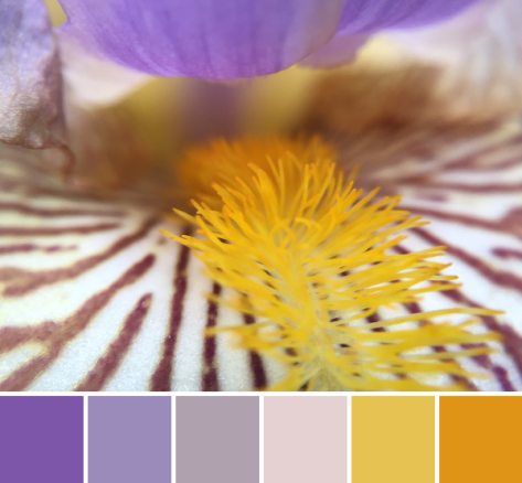 iris color palette purple gold