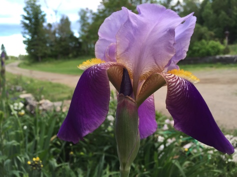 iris flower in garden