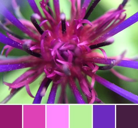 purple star flower palette
