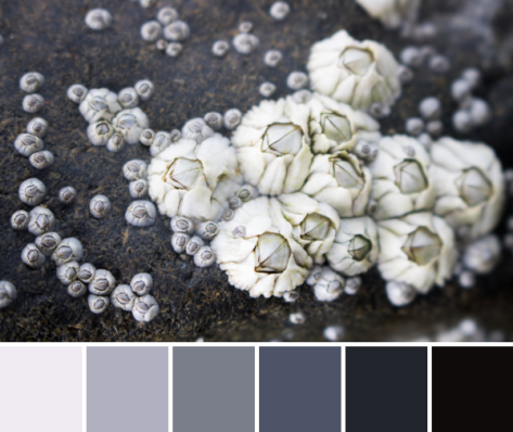 grey barnacles color palette