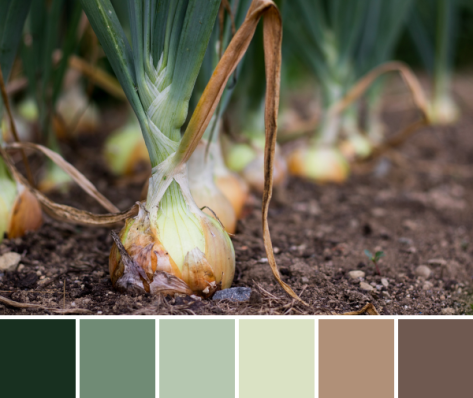 onions earthy color palette