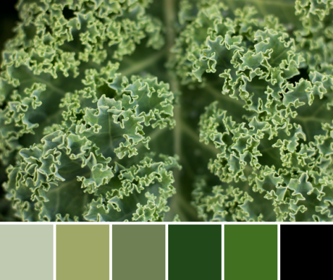 kale color palette