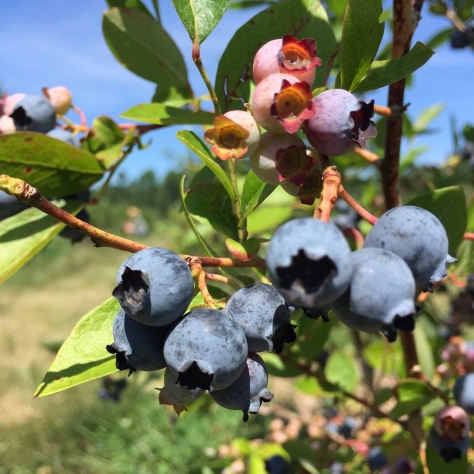 organic you pick blueberries at North Branch Farm